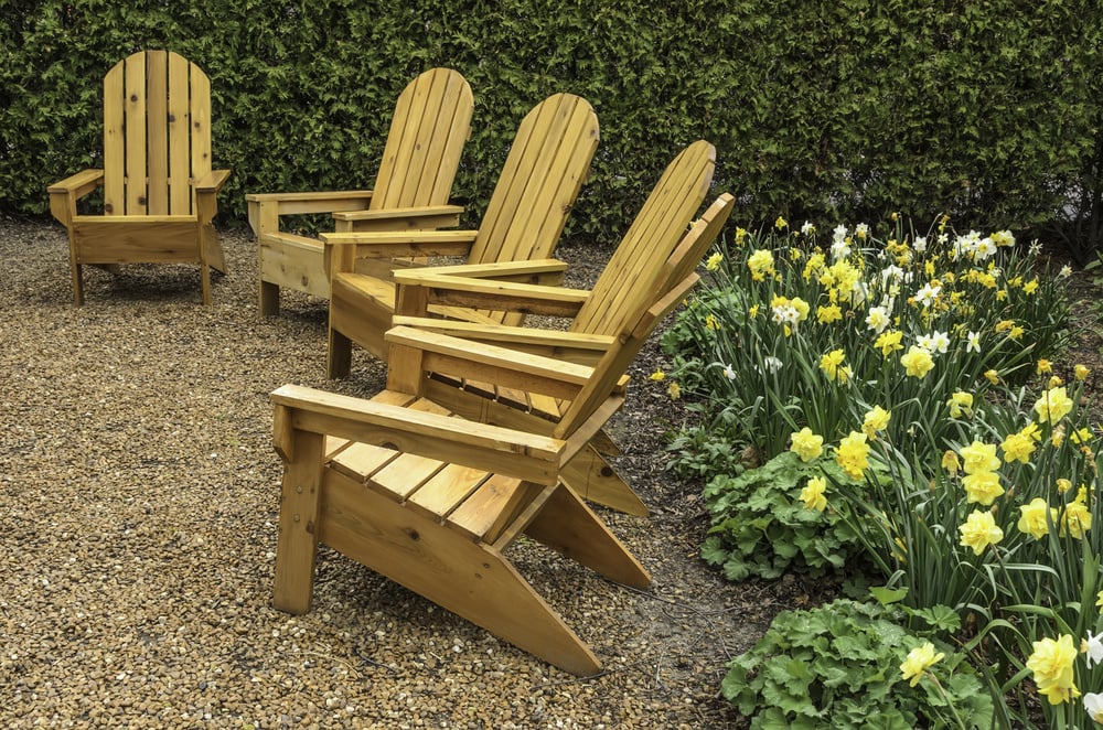 After the rain Five wooden armchairs arranged by daffodils and hedge in garden, spring in northern Illinois