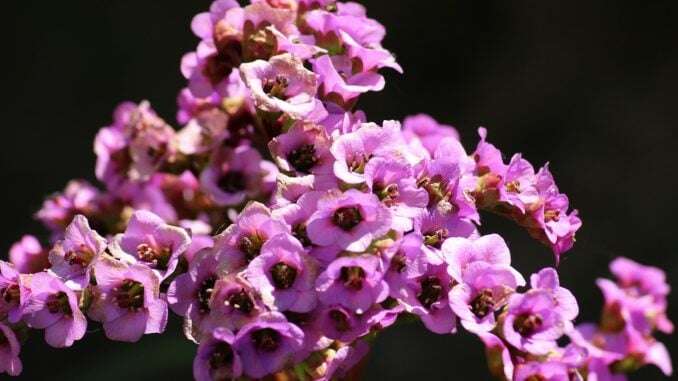 Bergenia