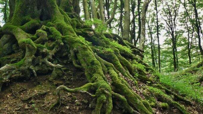 Dieser Baum kann mit Entmooser entmoost werden