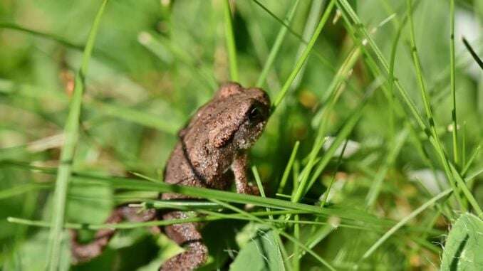 Frosch im Schilf, sicher vor Froschfallen