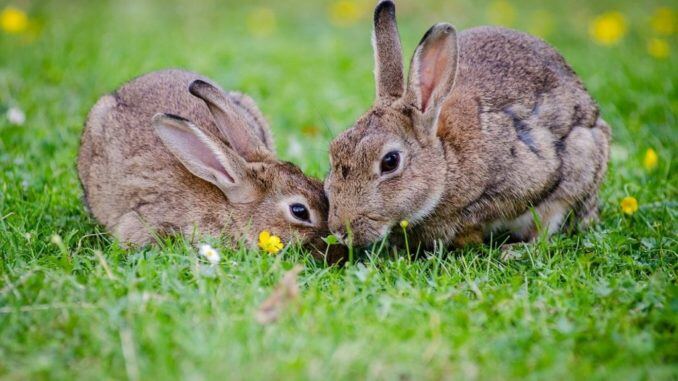 Kaninchen auf einer Wiese