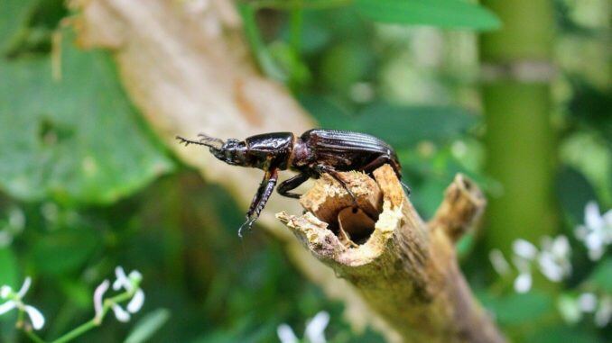 Insekten befallen Bäume, dann braucht man Leimringe