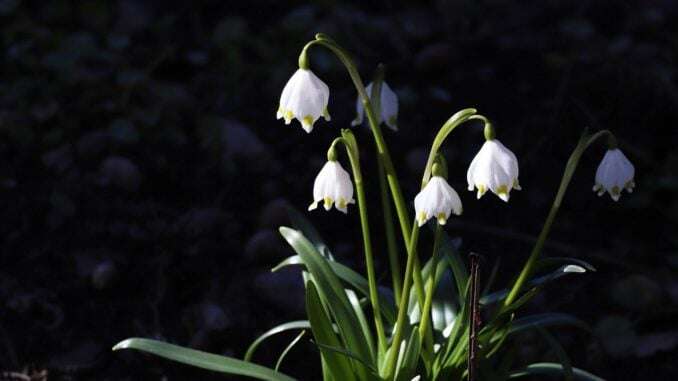 Maiglöckchen im Garten