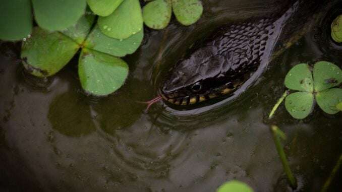 Schwarze Schlange im Wasser