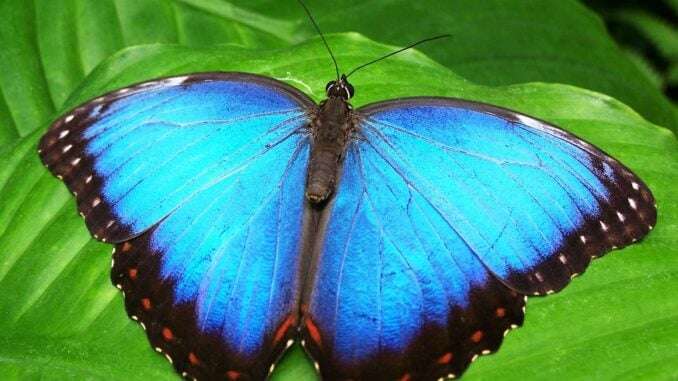 blauer Schmetterling 