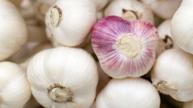 Knoblauch aus dem SUpermarkt kann man einpflanzen und neu züchten - das geht einfach