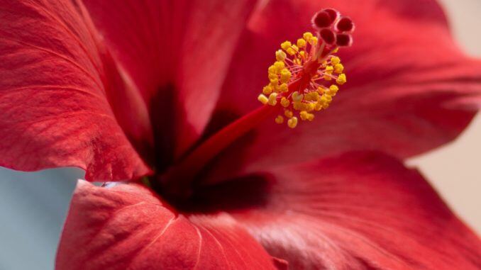 Rote hibiskusblüte einer Hibiskushecke