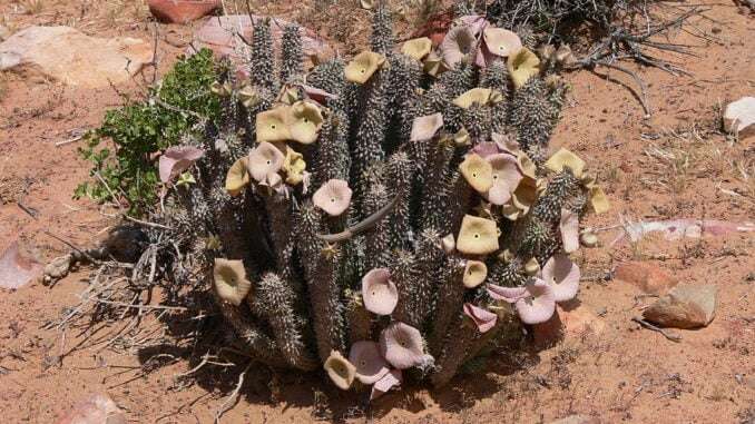 hoodia