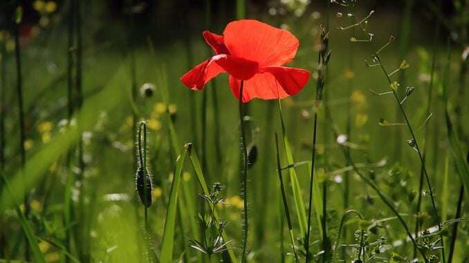 mohn-blume-gefunden