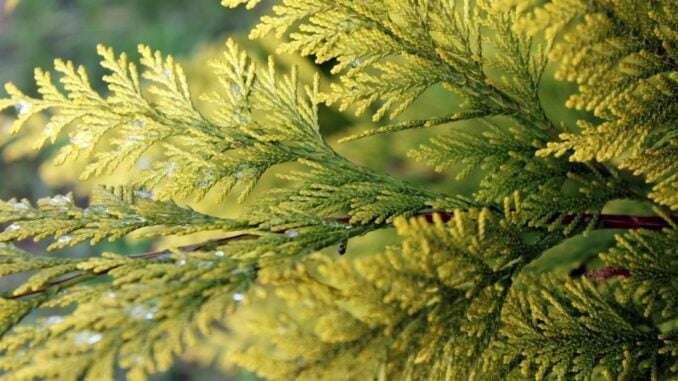 thuja